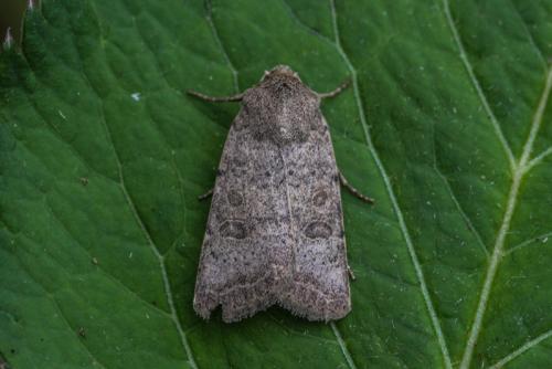 Hoplodrina hesperica
